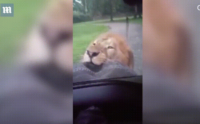 Cảnh tượng sư tử ngoạm chặt xe tham quan khiến du khách ngồi bên trong thất kinh
