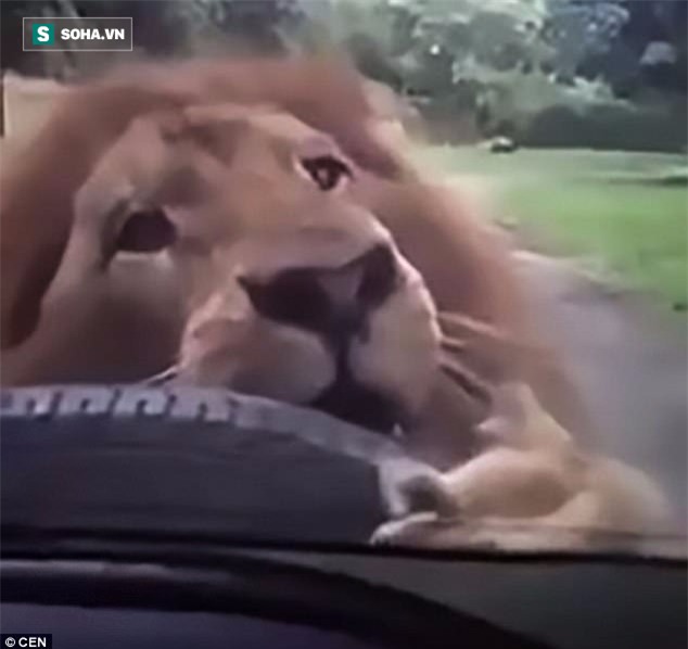 Cảnh tượng sư tử ngoạm chặt xe tham quan khiến du khách ngồi bên trong thất kinh - Ảnh 2.