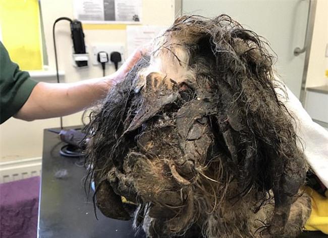 Chú chó đáng thương bị đổ keo bê bết lên người, chân dính chặt vào tai - Ảnh 1.