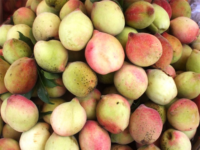 Đào Trung Quốc quả thường to hơn đào Việt, vỏ trơn láng, nhẵn mịn, lông ít, thậm chí là nhẵn nhụi. Ảnh: minh họa