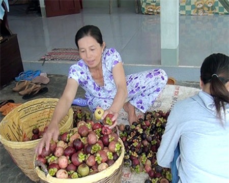 nha vuon phan khoi boi mang cut gia 60.000 dong/kg, lai 200 trieu/ha hinh anh 1