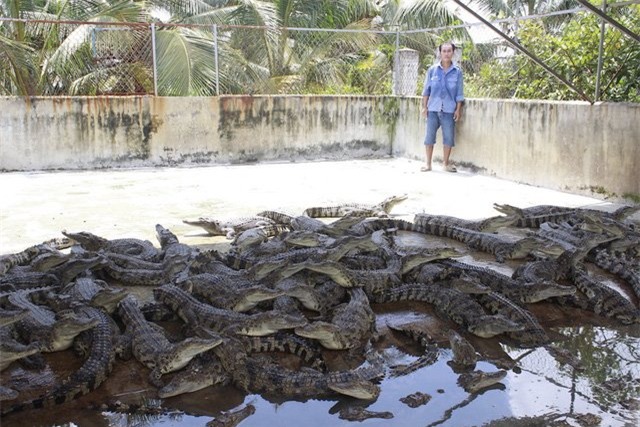 cá sấu, giải cứu cá sấu, ngành chăn nuôi