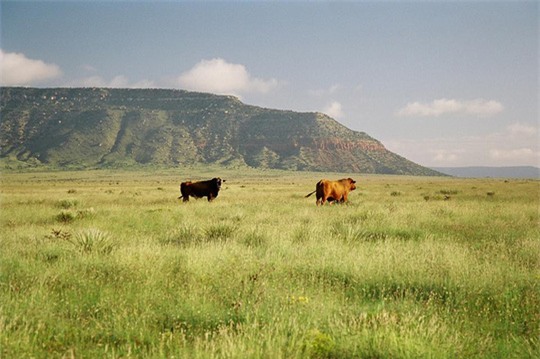 mua đất, nhà đất, đất nền, sốt đất, nhà giàu