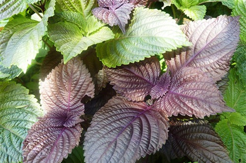 mach ban 2 cong thuc tam trang tai nha giup ban len tone nhanh chong - 6