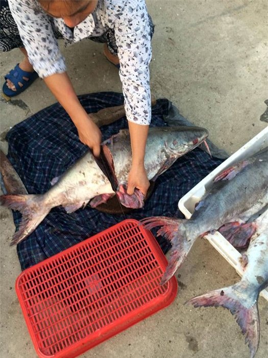 cá thu, hải sản,