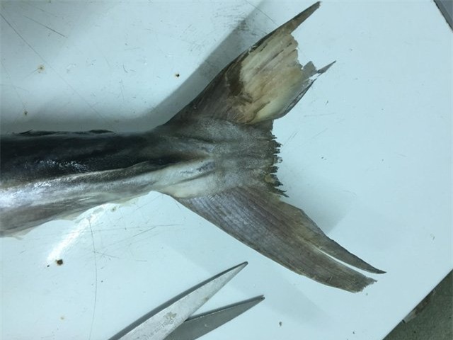 cá thu, hải sản,