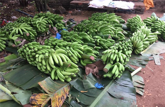 trồng chuối, giải cứu chuối, thương lái Trung Quốc, chuối