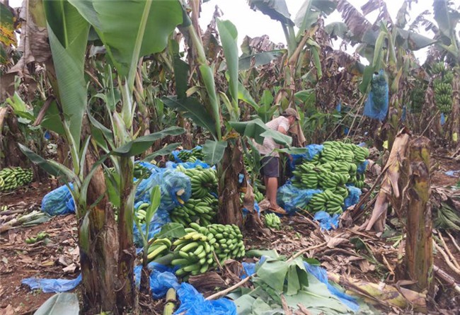 trồng chuối, giải cứu chuối, thương lái Trung Quốc, chuối