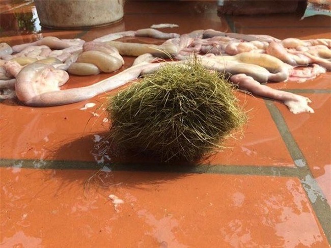 cát lợn, trư cát, lợn nái, vật thể lạ, nông dân, thịt lợn, trư sa