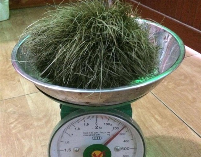 cát lợn, trư cát, lợn nái, vật thể lạ, nông dân, thịt lợn, trư sa