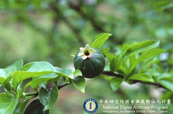 “day la qua oi hay qua tao” – cau hoi khien cu dan mang viet “lu lan” nhat hien nay - 9