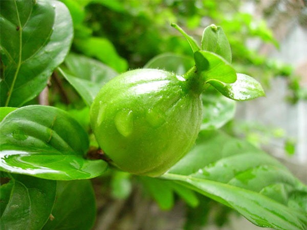 “day la qua oi hay qua tao” – cau hoi khien cu dan mang viet “lu lan” nhat hien nay - 10