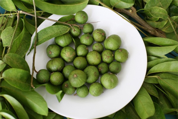 Những bài thuốc chữa bệnh siêu tuyệt vời từ quả sấu ai cũng nên biết - Ảnh 4.