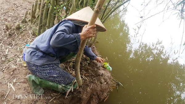 Dùng chai nhựa thải bẫy cáy, nông dân Cố đô kiếm 1 triệu đồng/ngày - 2