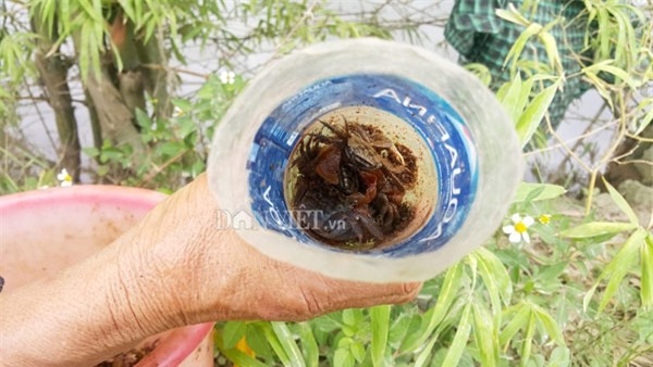Dùng chai nhựa thải bẫy cáy, nông dân Cố đô kiếm 1 triệu đồng/ngày - 4