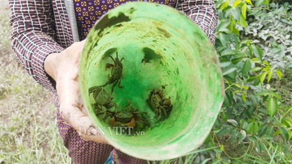 Dùng chai nhựa thải bẫy cáy, nông dân Cố đô kiếm 1 triệu đồng/ngày - 5