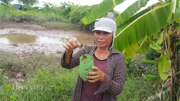 Dùng chai nhựa thải bẫy cáy, nông dân Cố đô kiếm 1 triệu đồng/ngày - 6