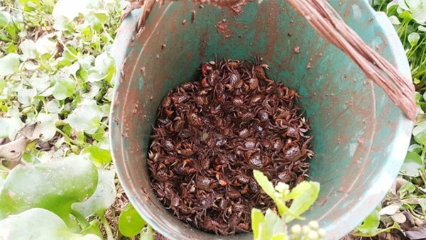 Dùng chai nhựa thải bẫy cáy, nông dân Cố đô kiếm 1 triệu đồng/ngày - 7