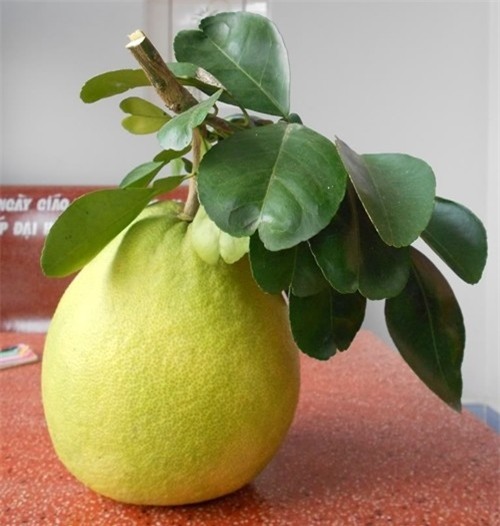 giam-can-vo-buoi-blogtamsuvn1