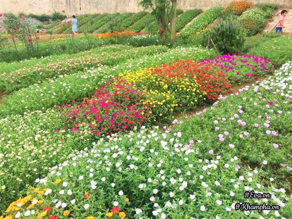 me man vuon hoa muoi gio ruc ro ven song cua chang trai hoc kien truc me hoa - 1