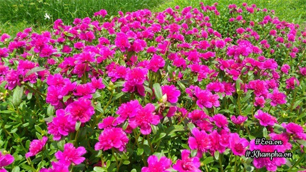 me man vuon hoa muoi gio ruc ro ven song cua chang trai hoc kien truc me hoa - 10