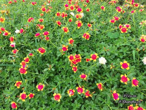 me man vuon hoa muoi gio ruc ro ven song cua chang trai hoc kien truc me hoa - 17