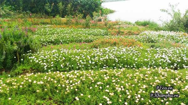 me man vuon hoa muoi gio ruc ro ven song cua chang trai hoc kien truc me hoa - 3