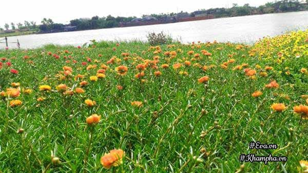 me man vuon hoa muoi gio ruc ro ven song cua chang trai hoc kien truc me hoa - 4