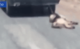 Chu cho bi chu buoc vao duoi oto, keo le tren duong hinh anh 1