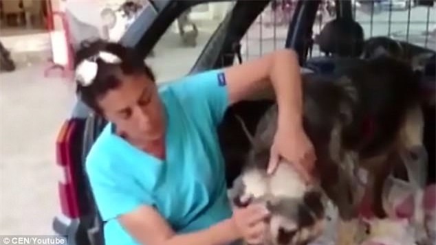 Chu cho bi chu buoc vao duoi oto, keo le tren duong hinh anh 2