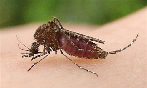 viêm não, viêm não Nhật Bản, viêm não virus