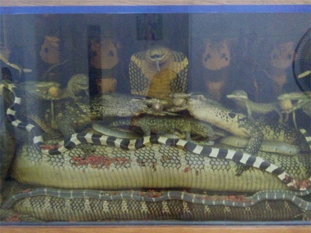 thực phẩm bẩn, gà thải loại, thịt gà, yến huyết, lợn rừng, tam thất, phở, cá sấu, chuối