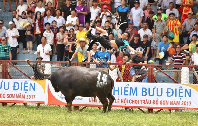 Clip kinh hoàng: Trâu điên húc tung chủ nhân tại lễ hội chọi trâu Đồ Sơn 2017 - Ảnh 4.