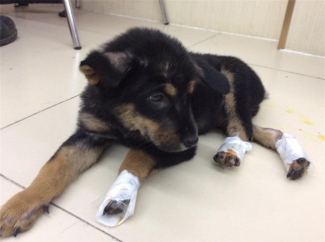 Chú chó tội nghiệp và nghĩa cử của chiến sĩ công an khiến vạn người xúc động - Ảnh 2.