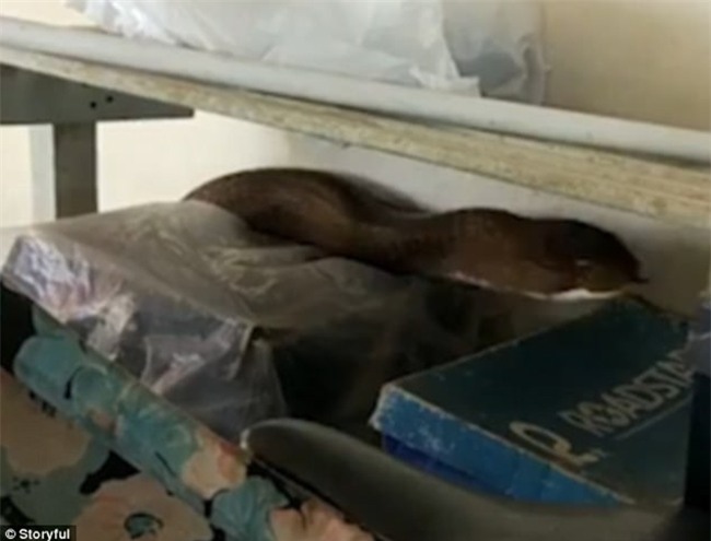 Khoảnh khắc thót tim khi thấy rắn hổ mang cụ dài 6m bò vào nhà dạo chơi - Ảnh 3.