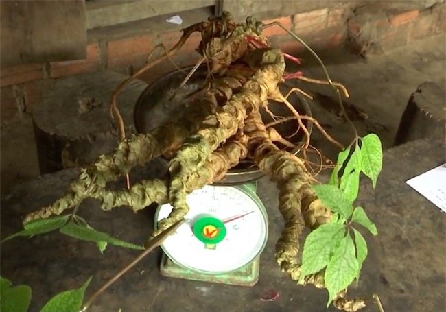 Sâm Ngọc Linh, sâm Việt Nam, sâm quý, nhân sâm