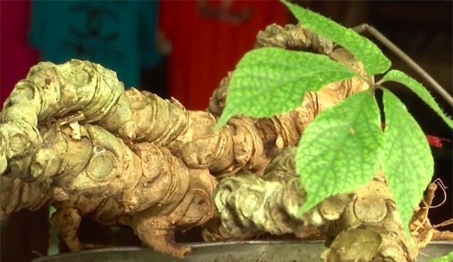 Sâm Ngọc Linh, sâm Việt Nam, sâm quý, nhân sâm