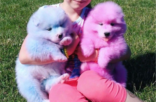 Chu cho bi chu nhuom long, bo roi den chet vi het kha nang kiem tien hinh anh 2