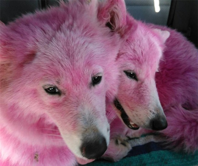 Chu cho bi chu nhuom long, bo roi den chet vi het kha nang kiem tien hinh anh 3