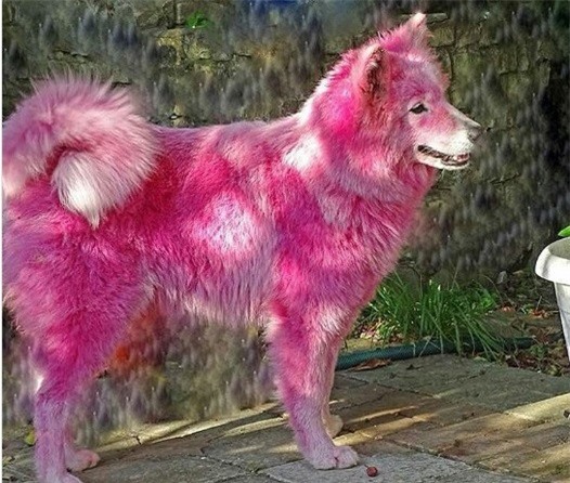 Chu cho bi chu nhuom long, bo roi den chet vi het kha nang kiem tien hinh anh 4