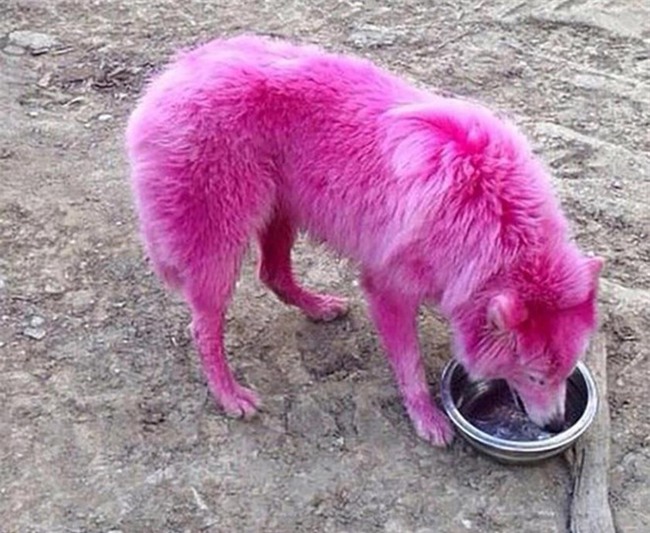 Chu cho bi chu nhuom long, bo roi den chet vi het kha nang kiem tien hinh anh 5