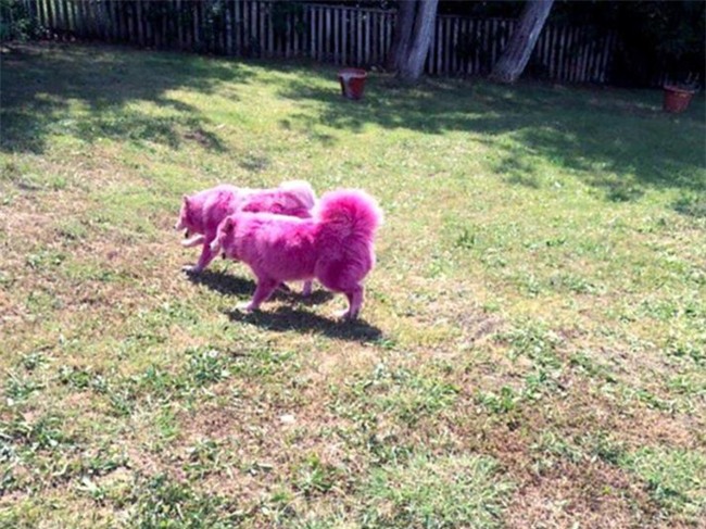 Chu cho bi chu nhuom long, bo roi den chet vi het kha nang kiem tien hinh anh 6