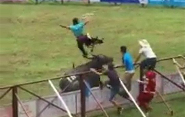 Nguoi chu bi trau huc chet co hon 10 nam kinh nghiem hinh anh 2