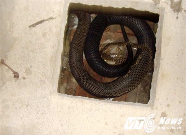 mãng xà, nuôi rắn, rắn hổ mang, bình rượu, hũ rượu