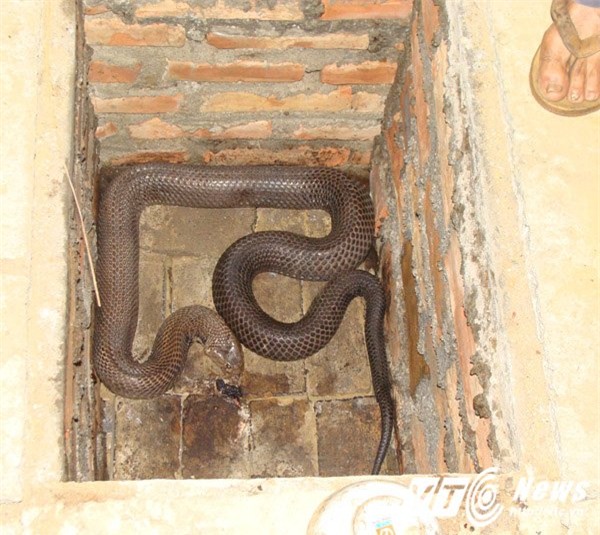 mãng xà, nuôi rắn, rắn hổ mang, bình rượu, hũ rượu