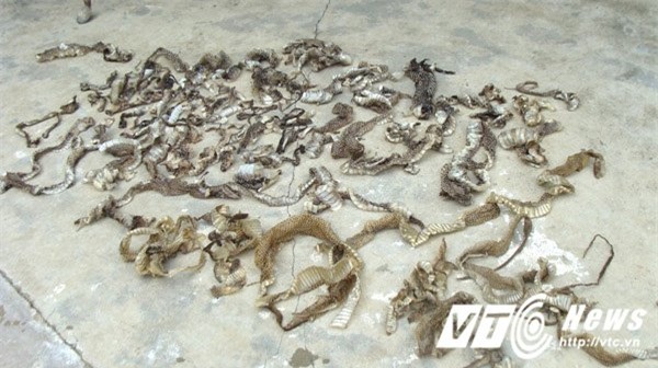 mãng xà, nuôi rắn, rắn hổ mang, bình rượu, hũ rượu