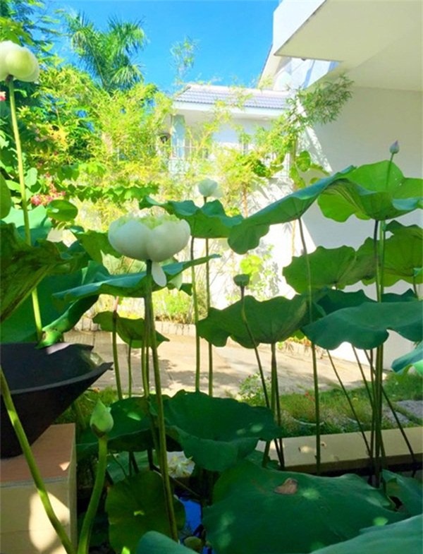 MC Quyền Linh, biệt thự, là vợ phải thế, Bạn muốn hẹn hò, game show, nhà đẹp