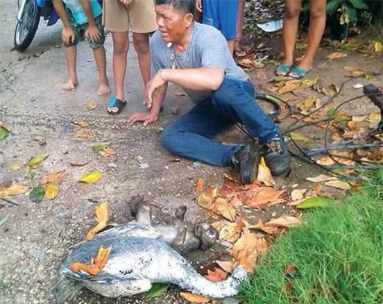Thấy bạn khỉ vùng vẫy vì bị điện giật, ngỗng lao vào cứu nhưng kết cục cả 2 cùng thiệt mạng - Ảnh 3.