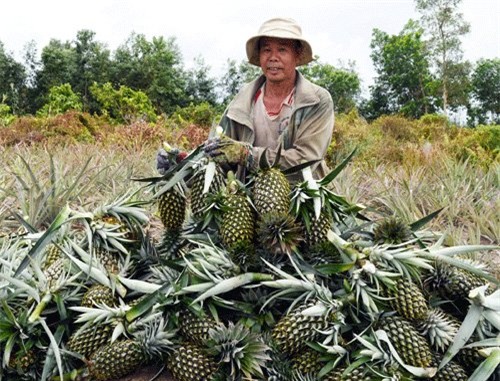 trái cây nhập khẩu, trái cây ngoại, trái cây Thái Lan, dứa, nông sản, nông dân