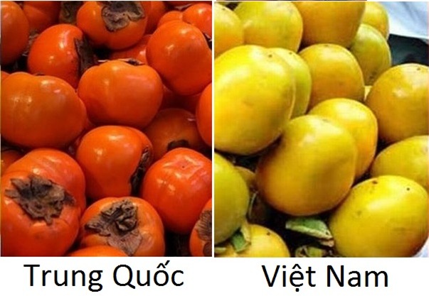 
Hồng Trung Quốc (trái) và hồng Việt Nam
